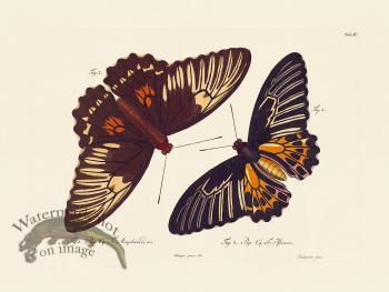 Jablonsky Butterfly 004